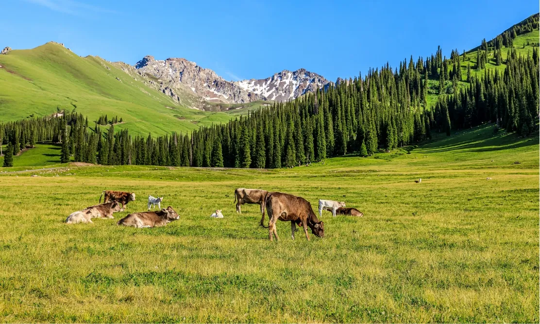 วิวฝูงสัตว์บนทุ่งหญ้านาลาถี (Nalati Grassland) และเทือกเขาสูงซินเจียง