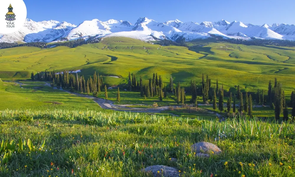 ความงดงามของทุ่งหญ้านาลาถีที่เต็มไปด้วยสีเขียวขจีในช่วงฤดูใบไม้ผลิ พื้นที่สีเขียวกว้างใหญ่โอบล้อมด้วยภูเขาสูง