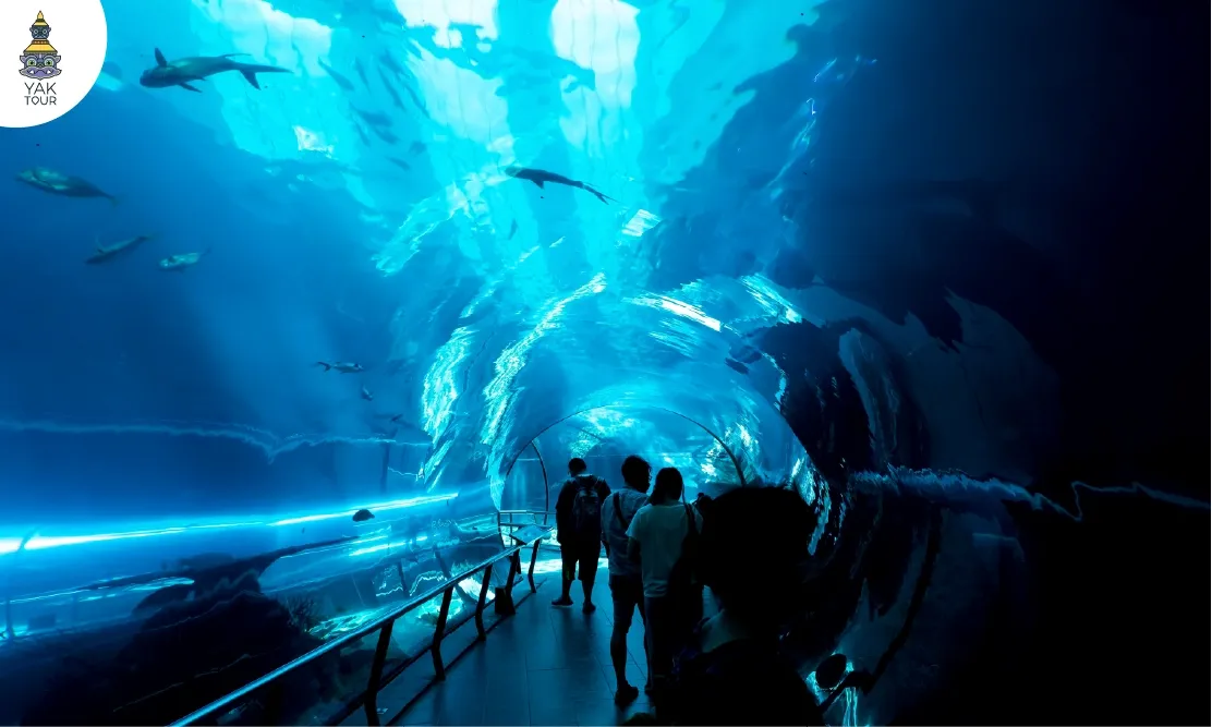 เงาของกลุ่มนักท่องเที่ยวที่กำลังเดินลอดอุโมงค์กระจกใต้น้ำสีฟ้าครามใน National Museum of Marine Biology & Aquarium ประเทศไต้หวัน