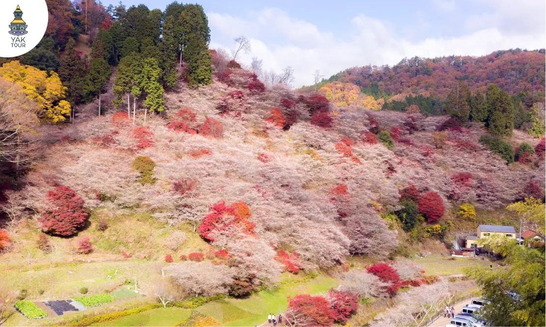 ทัศนียภาพภูเขาซากุระสี่ฤดูชนใบไม้แดงที่จุดชมวิวเซนมิชิกิซากุระ