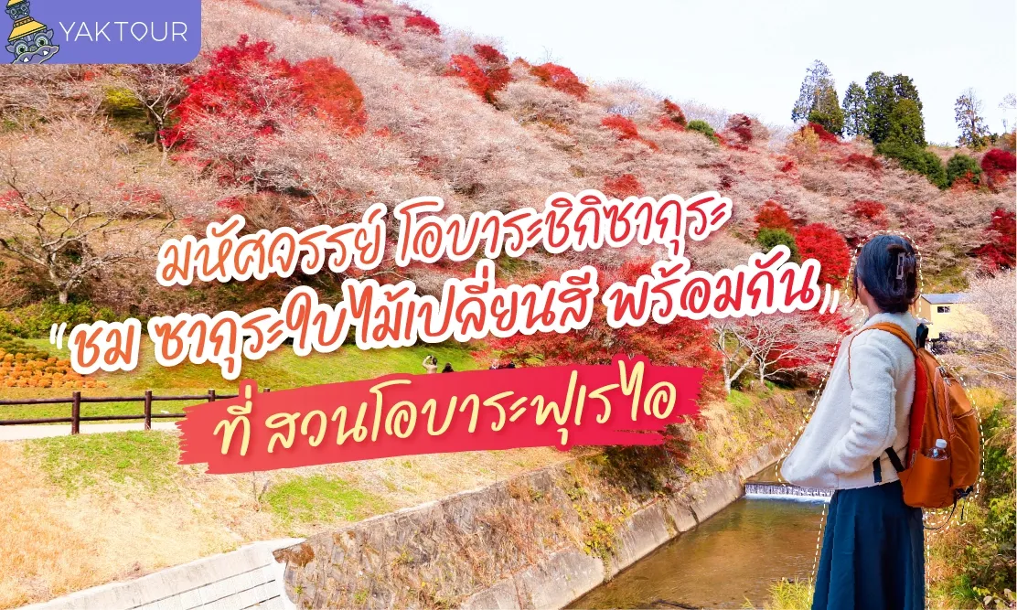 มหัศจรรย์ โอบาระ ชิกิซากุระ ชม ซากุระ ใบไม้เปลี่ยนสี พร้อมกันที่ สวนโอบาระฟุเรไอ