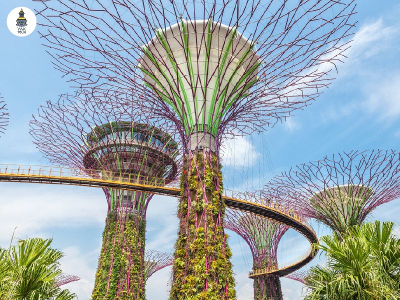 ทางเดินลอยฟ้า OCBC Skyway ที่เชื่อมต่อระหว่างต้นซุปเปอร์ทรี พร้อมถ่ายภาพวิวสุดตระการตาของ Marina Bay