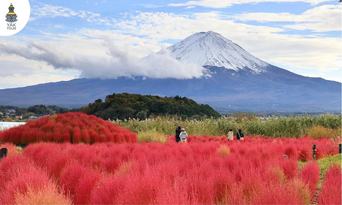 ทุ่งพุ่มดอกโคเชียเปลี่ยนเป็นสีแดงสดต้อนรับฤดูใบไม้ร่วงที่สวนสาธารณะโออิชิ