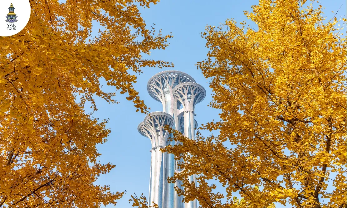 หอคอยโอลิมปิกปักกิ่งโอบล้อมด้วยทิวต้นแปะก๊วยสีเหลืองอร่ามในสวนป่าโอลิมปิก