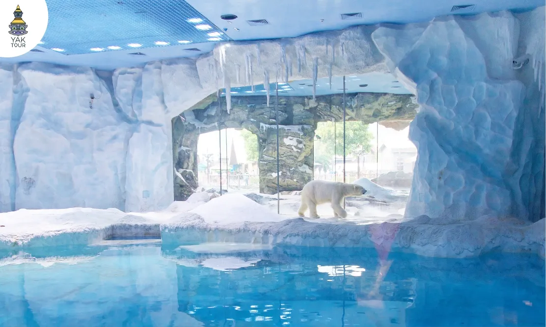 หมีขั้วโลกในโซน Polar Horizon สวนสนุกฉางหลง
