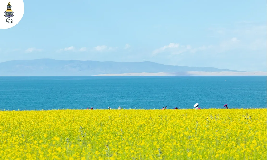 ทุ่งดอกมัสตาร์ดสีเหลืองริมชายฝั่งทะเลสาบชิงไห่ตัดกับขอบฟ้าสีคราม