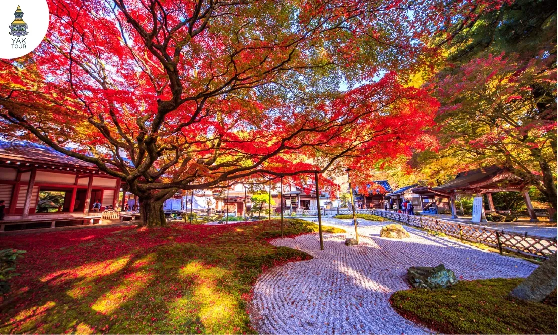 ต้นเมเปิ้ลยักษ์แผ่กิ่งก้านสีแดงสดตัดกับลานหินกรวดในสวนญี่ปุ่นของวัดไรซันเซ็นเนียวจิ