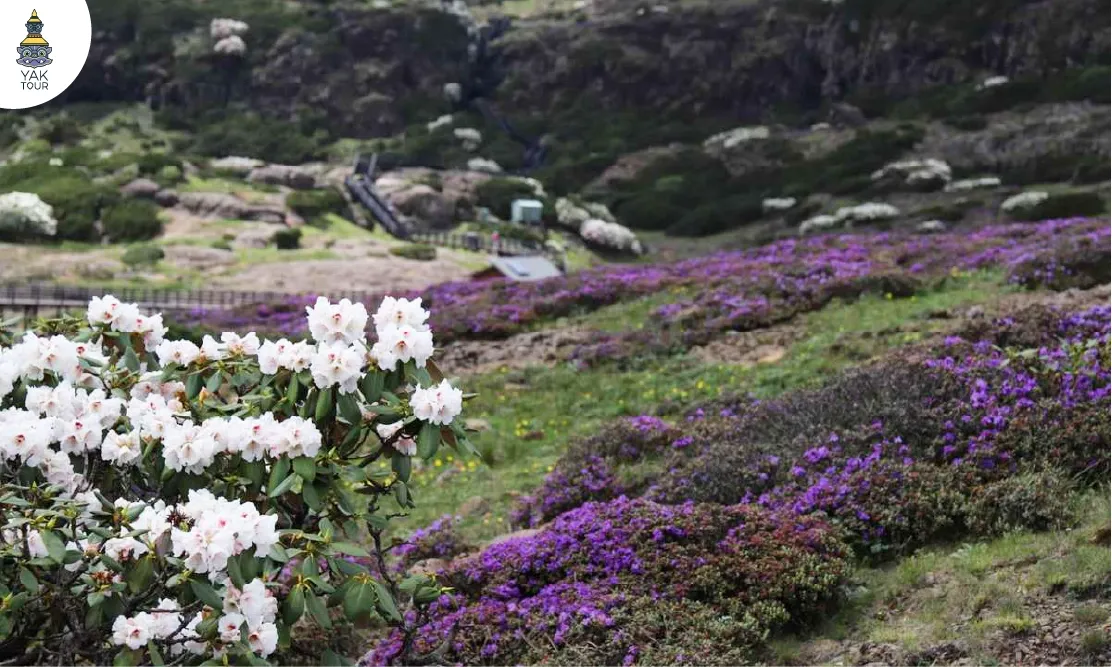 ดอกกุหลาบพันปีสีขาวชมพูและทุ่งดอกไม้สีม่วงเบ่งบานบนยอดเขาเจียวจื่อ