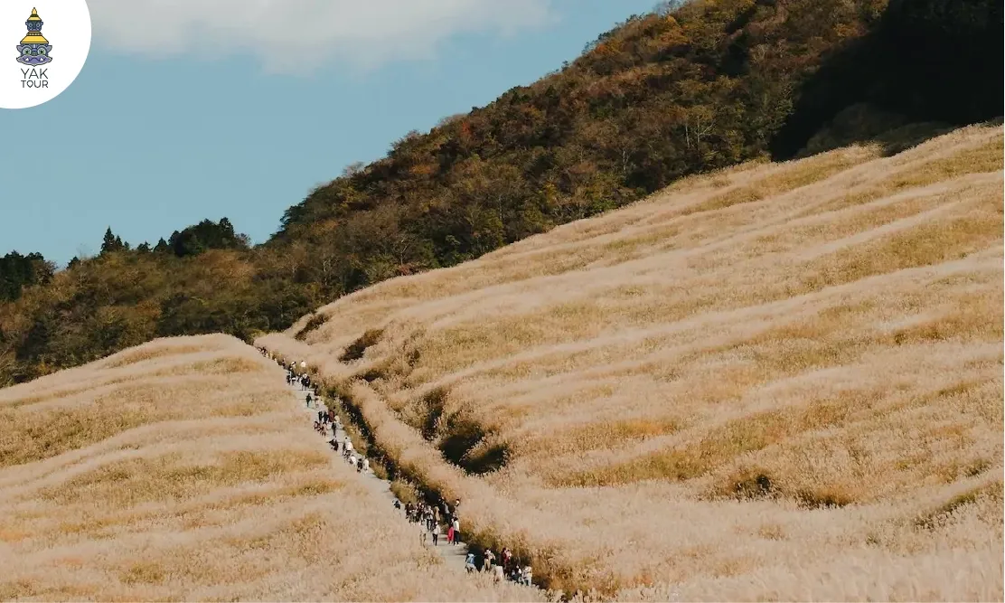 เดินเล่นท่ามกลางทุ่งหญ้าซูซูกิสีทองที่เซนโกคุฮาระ อีกหนึ่งที่เที่ยวฮาโกเน่ที่ไม่ควรพลาด