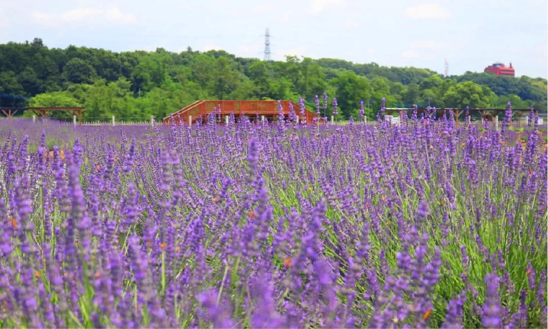 ทุ่งลาเวนเดอร์กว้างสุดลูกหูลูกตาและสะพานไม้ชมวิวที่เซ็นเน็น โนะ โซโนะ (Sennen no Sono)