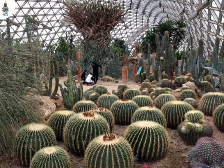 สูดอากาศบริสุทธิ์ที่สวนพฤกษศาสตร์เซี่ยงไฮ้ แหล่งรวมพรรณไม้ไว้นับหมื่นชนิดภายในเรือนกระจกอัจฉริยะ