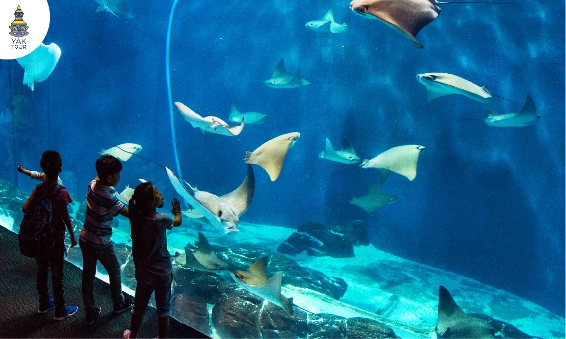 ด็กๆ ยืนชมฝูงปลากระเบนว่ายน้ำผ่านกระจกบานใหญ่ใน Shanghai Ocean Aquarium ประเทศจีน