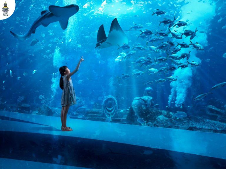 ชมฝูงปลานานาชนิดและปลากระเบนภายในอุโมงค์กระจกใต้น้ำขนาดใหญ่ของพิพิธภัณฑ์สัตว์น้ำเซี่ยงไฮ้