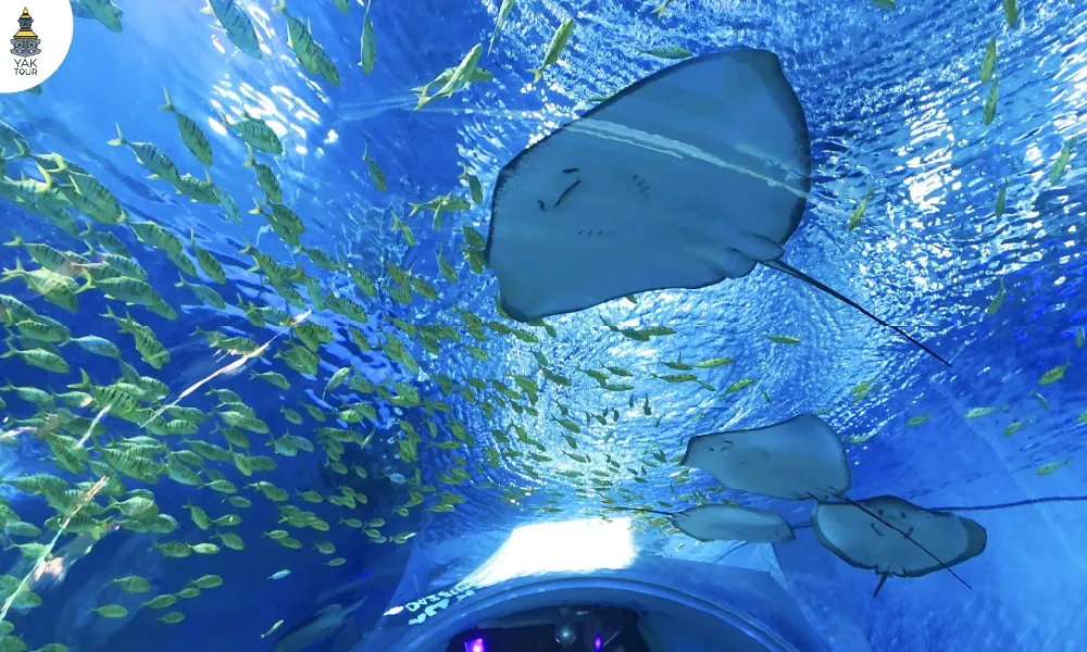 .ชมฝูงปลานานาชนิดและปลากระเบนภายในอุโมงค์กระจกใต้น้ำขนาดใหญ่ของพิพิธภัณฑ์สัตว์น้ำเซี่ยงไฮ้