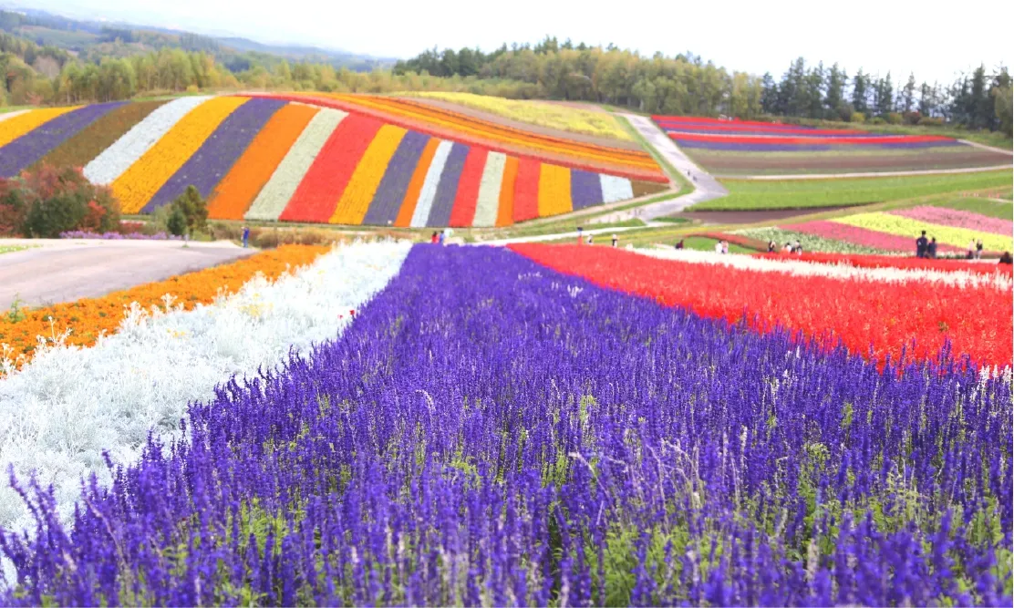 วิวพรมดอกไม้หลากสีสันบนเนินเขากว้างใหญ่ที่สวนชิกิไซโนะโอกะ (Shikisai no Oka)
