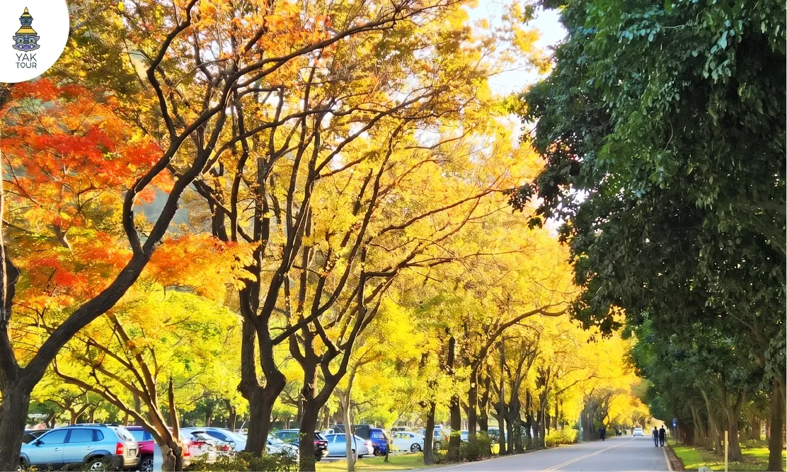 ทิวทัศน์ต้นไม้ผลัดสีเป็นสีเหลืองทองอร่ามริมถนนและลานจอดรถรอบอ่างเก็บน้ำซีเหมิน
