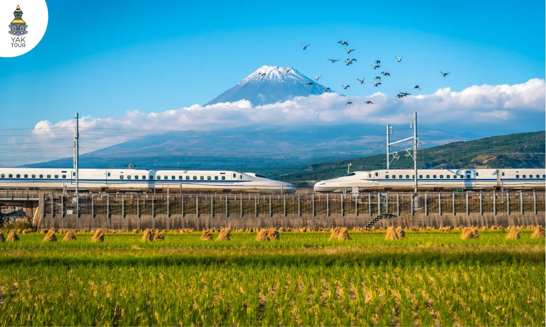 ขบวนรถไฟความเร็วสูงชินคันเซ็นวิ่งผ่านทุ่งนาสีเขียวบริเวณสถานีชินฟูจิ