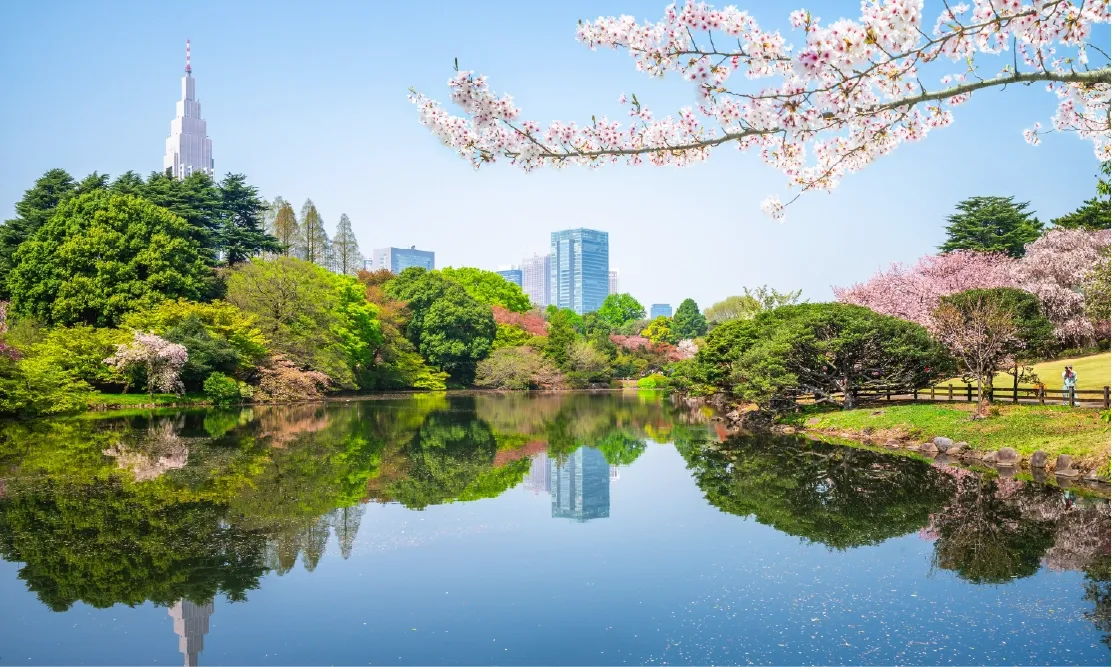 วิวสระน้ำในสวนชินจูกุเกียวเอน (Shinjuku Gyoen) ช่วงฤดูใบไม้ผลิ มีดอกซากุระบานสะพรั่งและเงาสะท้อนบนผิวน้ำ พร้อมฉากหลังเป็นตึกสูงในย่านชินจูกุ