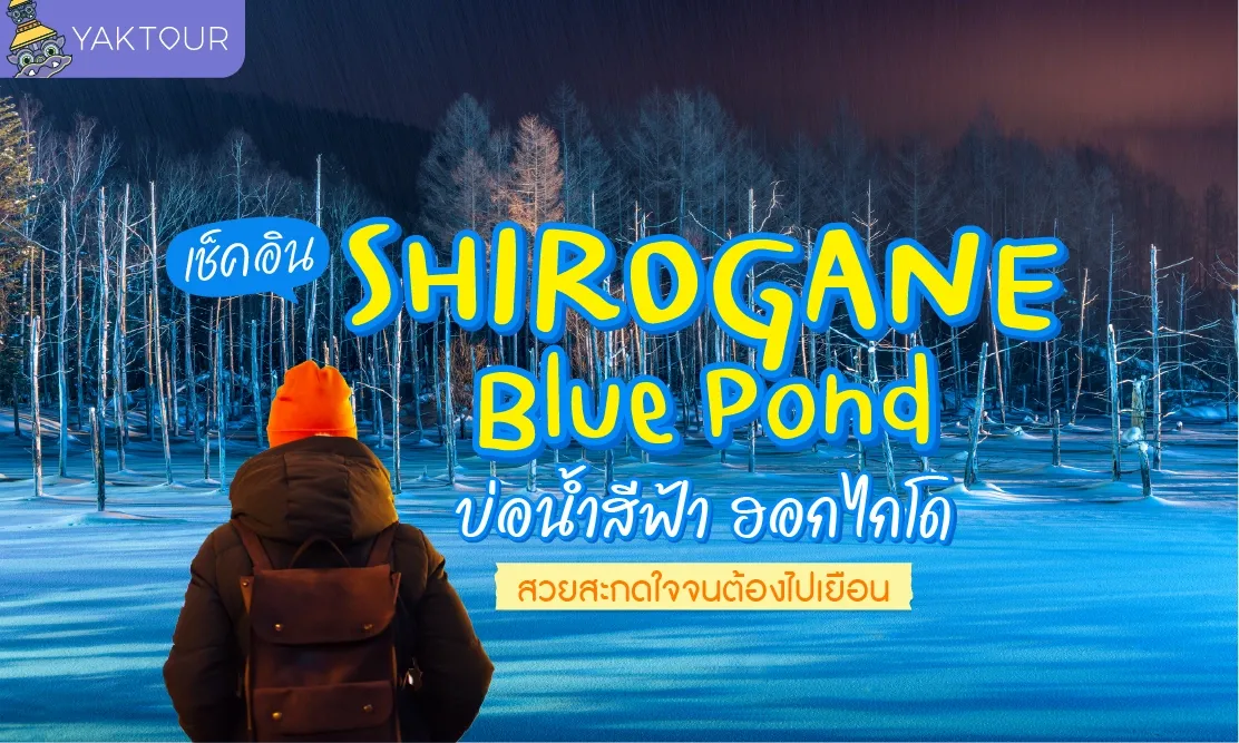 เช็กอิน Shirogane Blue Pond บ่อน้ำสีฟ้าชิโรกาเนะ ที่เที่ยวฮอกไกโด สวยสะกดใจจนต้องไปเยือน