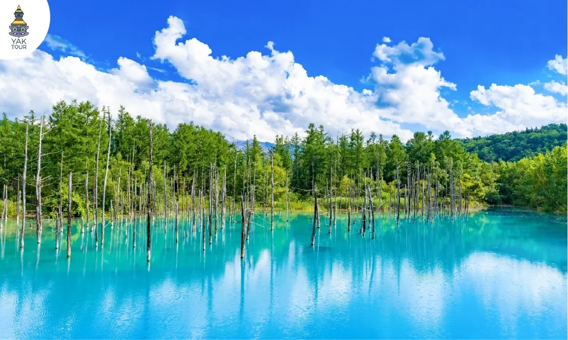 วิวทิวทัศน์ผืนน้ำสีฟ้าสดใสและต้นไม้สีเขียวขจีที่ Shirogane Blue Pond เมืองบิเอะ เกาะฮอกไกโด