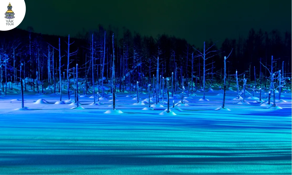 งานเปิดไฟประดับไลท์อัพยามค่ำคืนช่วงฤดูหนาวท่ามกลางหิมะที่ Shirogane Blue Pond เมืองบิเอะ