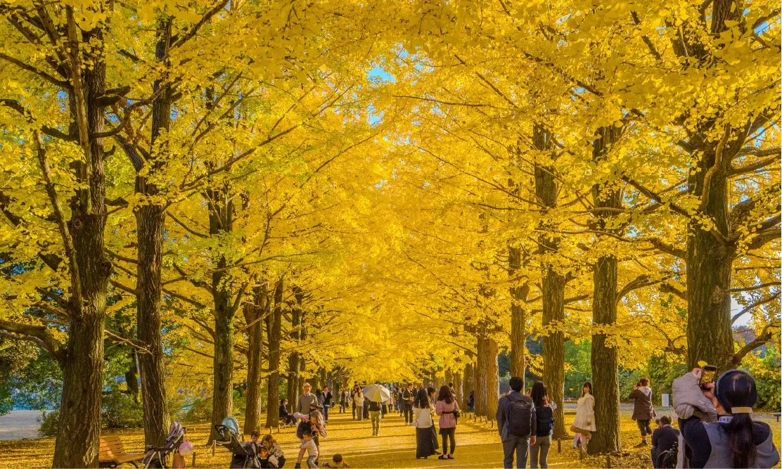 ทางเดินอุโมงค์ต้นแปะก๊วยสีเหลืองทองอร่ามในสวนโชวะ คิเนน