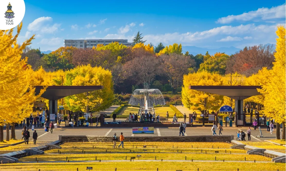 บริเวณน้ำพุและอุโมงค์ต้นแปะก๊วยสีเหลืองทองที่สวนโชวะ เมมโมรียล (Showa Memorial Park)