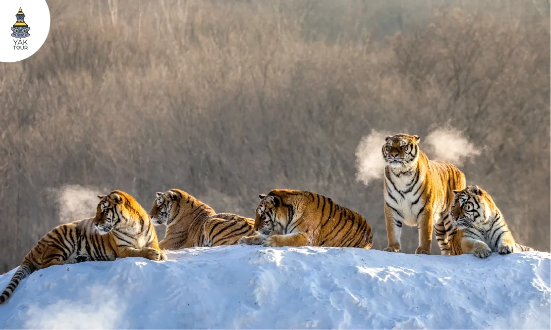 ฝูงเสือไซบีเรียท่ามกลางหิมะในพื้นที่อนุรักษ์พันธุ์สัตว์ป่าหายากที่ Siberian Tiger Park