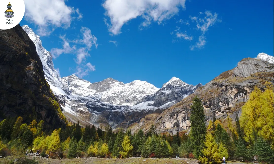 วิวเทือกเขาหิมะและป่าสนสีเหลืองทองในอุทยานเขาสี่ดรุณี ฉายาสวิตเซอร์แลนด์เมืองจีน