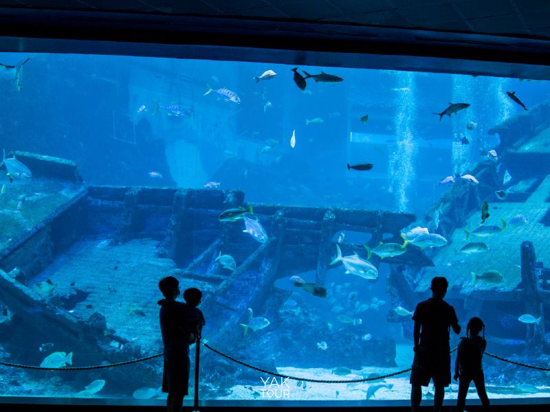 ตู้ปลาขนาดมหึมาที่รวมสัตว์ทะเลหายากไว้มากมายในอควาเรียมสิงคโปร์