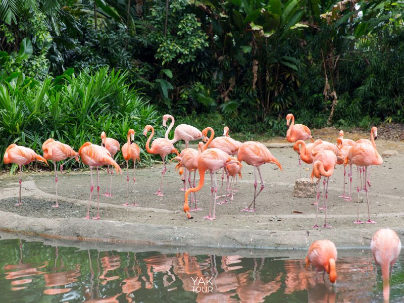 ฝูงนกฟลามิงโก้สีชมพูในสวนสัตว์สิงคโปร์ ท่ามกลางบรรยากาศธรรมชาติที่สวยงาม