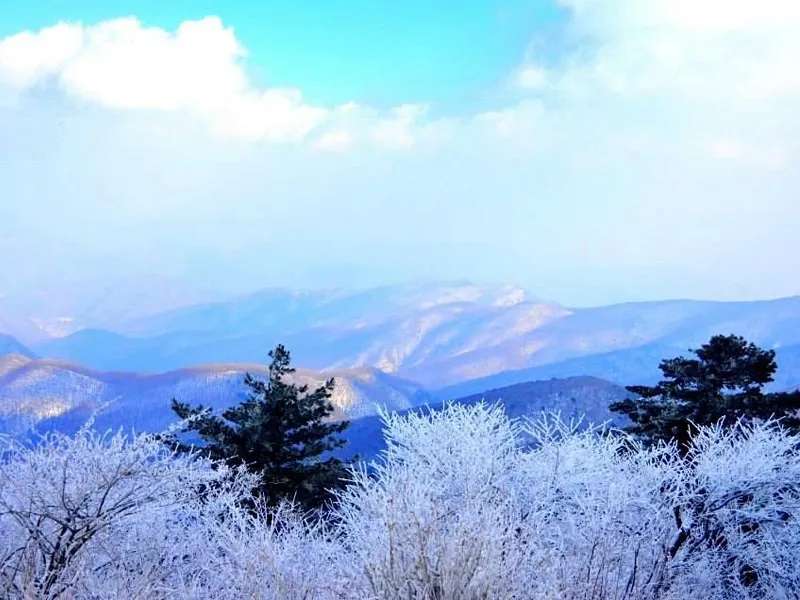 ทัศนียภาพกิ่งไม้เปลี่ยนเป็นเกล็ดหิมะสีขาวบริสุทธิ์บนยอดเขาแทแบคซาน