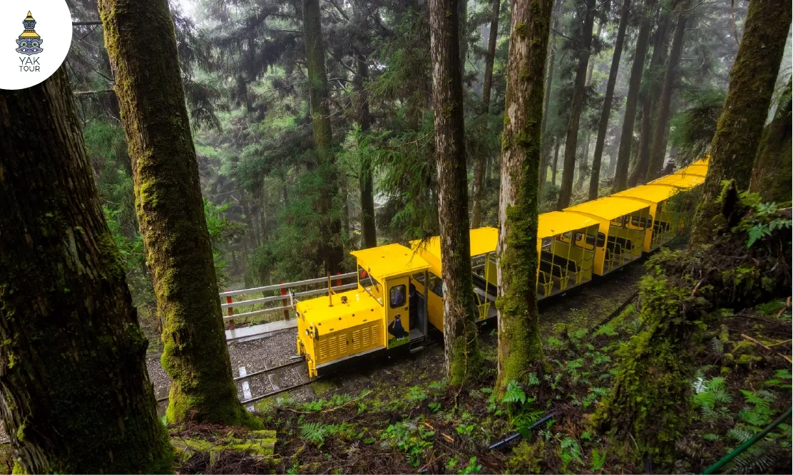 รถไฟสีเหลืองวิ่งผ่านเส้นทางรถไฟสายป่าท่ามกลางต้นไม้สูงใหญ่ในอุทยานไท่ผิงซาน