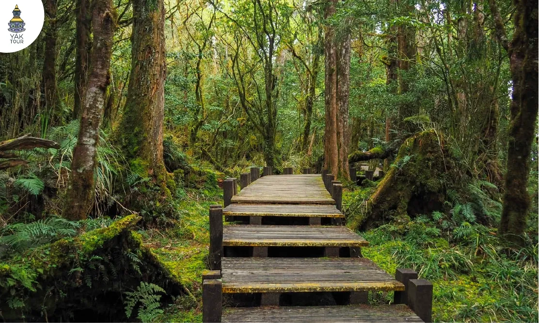 เส้นทางเดินไม้ท่ามกลางป่าสนเขียวขจีในอุทยานแห่งชาติไท่ผิงซาน เหมาะสำหรับมาเที่ยวอี๋หลานสายธรรมชาติ
