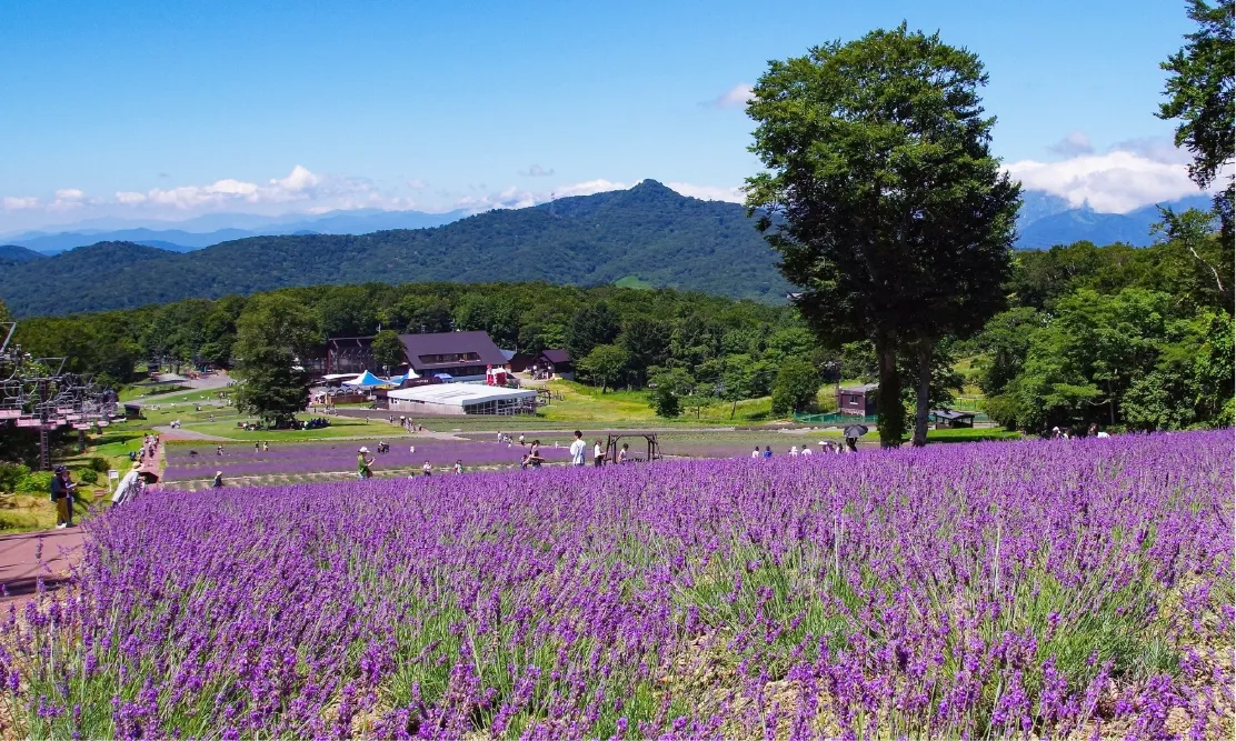 ทุ่งลาเวนเดอร์บนเนินเขาและวิวทิวทัศน์มุมกว้างที่ทัมบาระ ลาเวนเดอร์ ปาร์ค (Tambara Lavender Park)