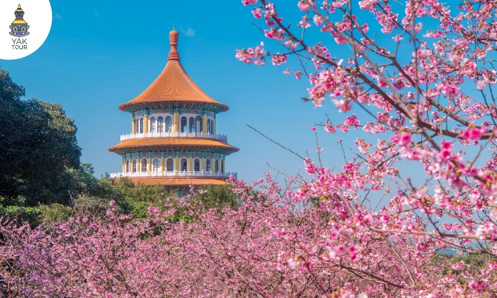 ชมดอกซากุระบานรอบเจดีย์วัดเทียนหยวน (Tianyuan Temple) เขตตั้นสุ่ย ไต้หวัน