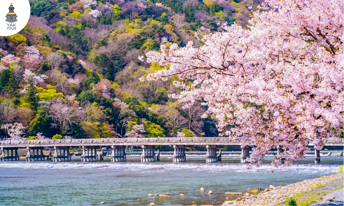 ทัศนียภาพสะพานโทเก็ตสึเคียวท่ามกลางดอกซากุระบานริมแม่น้ำคัตสึระ