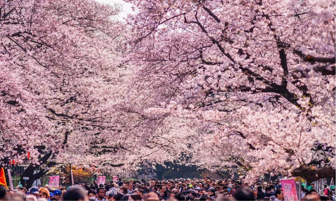 อุโมงค์ดอกซากุระบานสะพรั่งในสวนสาธารณะอุเอโนะ