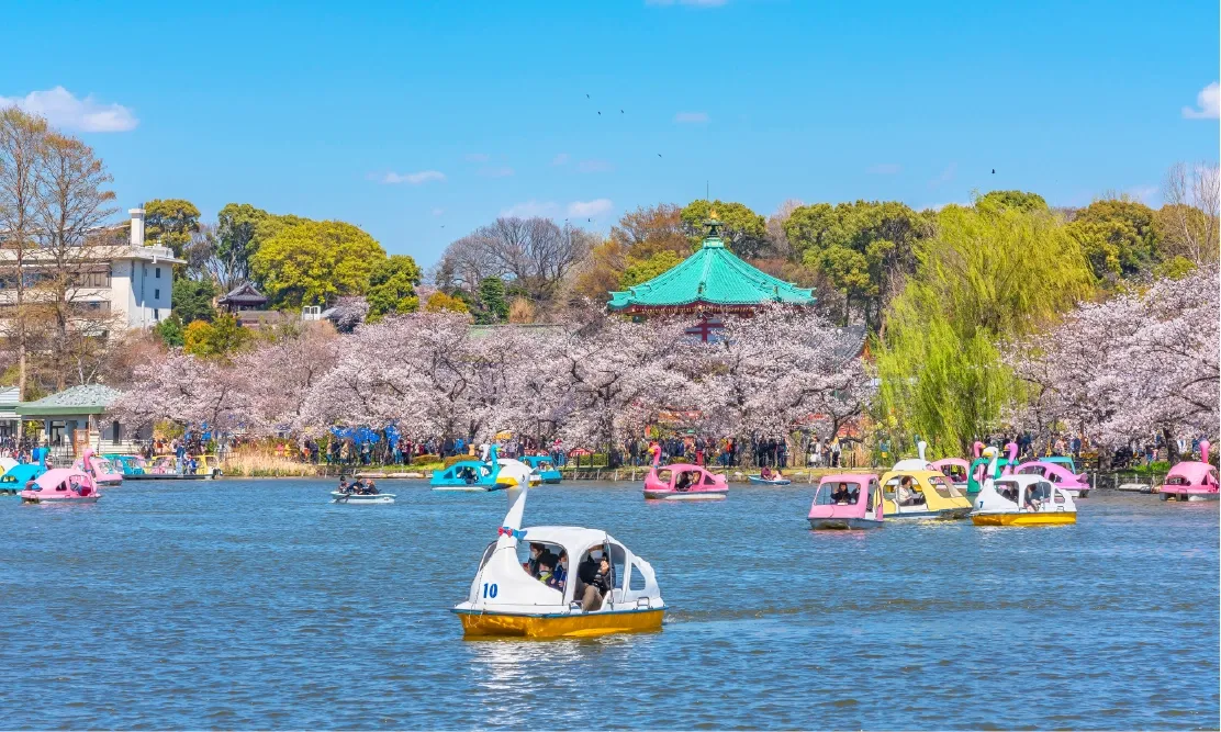 กิจกรรมถีบเรือเป็ดในบึงชินโอบาซุล้อมรอบด้วยต้นไม้ในสวนอุเอโนะ