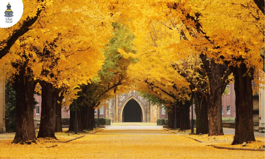 อุโมงค์ต้นแปะก๊วยสีเหลืองทองมุ่งสู่ตึกเก่าแก่ในมหาวิทยาลัยโตเกียว (University of Tokyo)