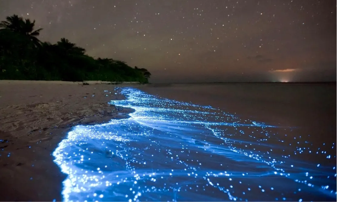 ปรากฏการณ์ทะเลดาว (Sea of Stars) บนหาดทรายเกาะวาดูห์ (Vaadhoo Island) เรืองแสงสีฟ้า