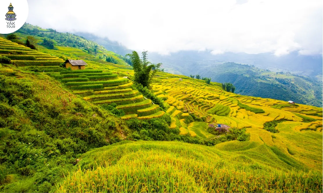 ทัศนียภาพนาขั้นบันไดและสายหมอกจางๆ ที่เมืองซาปา ประเทศเวียดนาม