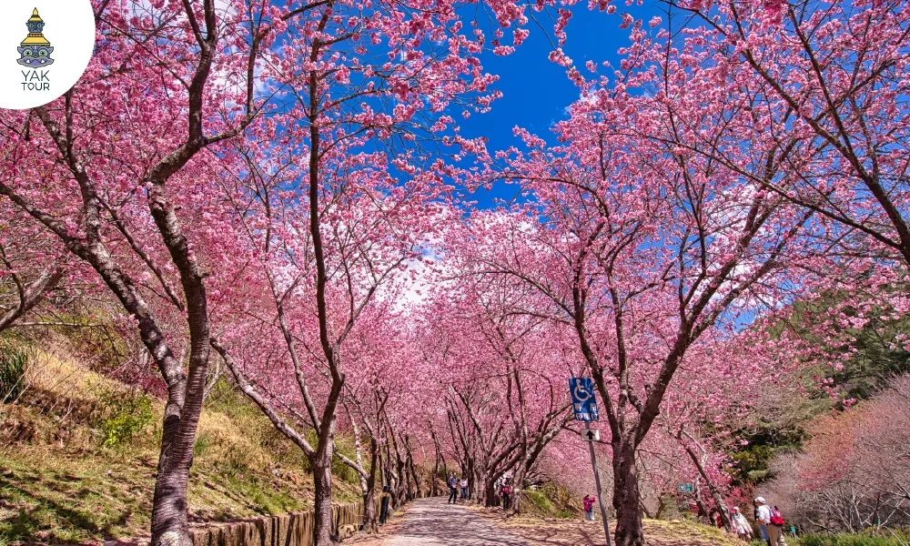  ทะเลซากุระสีชมพูที่ฟาร์มอู่หลิง (Wuling Farm) เมืองไถจง ไต้หวัน ช่วงฤดูใบไม้ผลิ