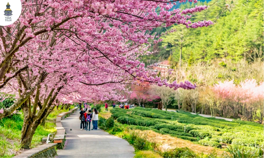 อู่หลิงฟาร์ม Wuling Farm อุโมงค์ดอกซากุระสีชมพูบานสะพรั่งเต็มสองข้างทางท่ามกลางอากาศเย็นสบาย