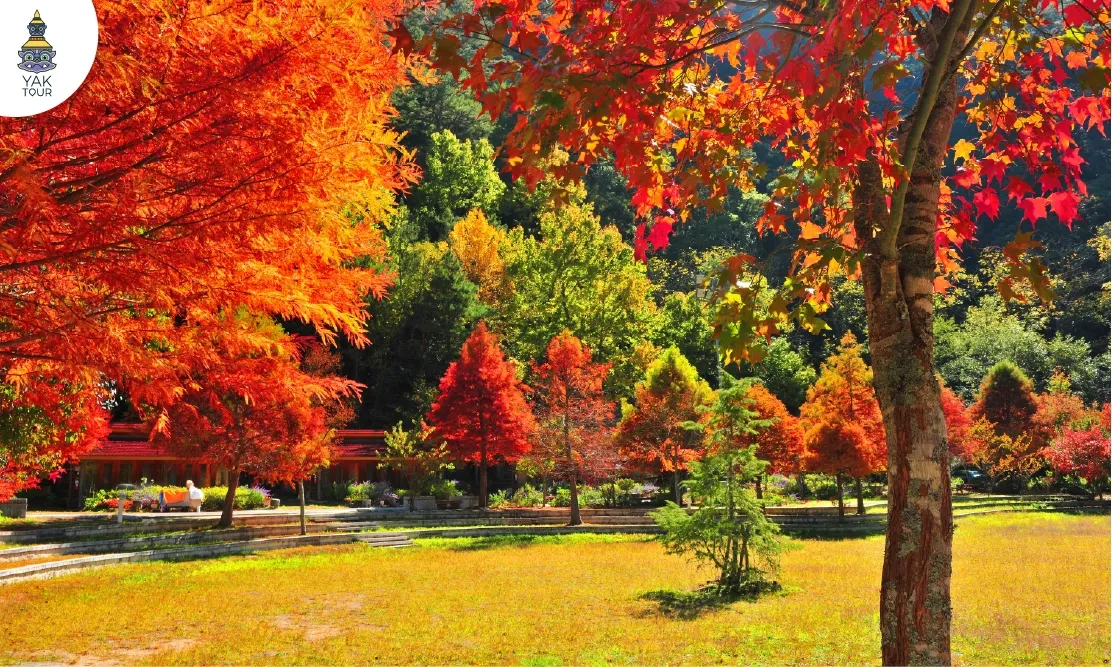 บรรยากาศสวนป่าธรรมชาติเต็มไปด้วยต้นไม้ไล่เฉดสีแดงส้มเหลืองที่ฟาร์มอู่หลิง