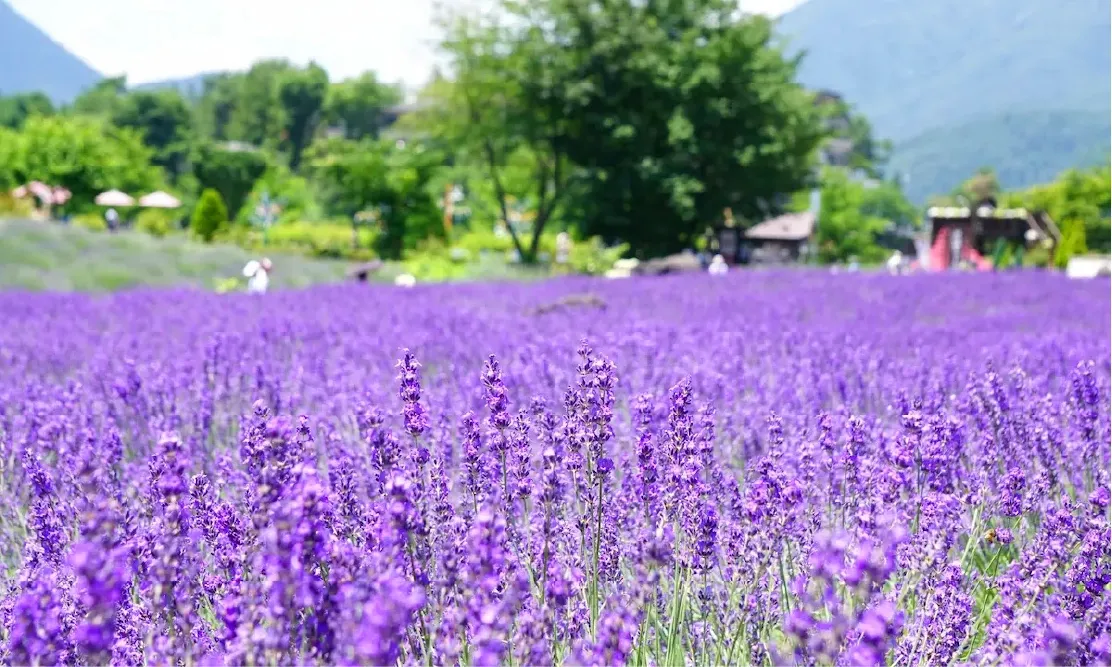 ทุ่งดอกลาเวนเดอร์สีม่วงบานสะพรั่งในสวนยางิซากิ (Yagisaki Park)