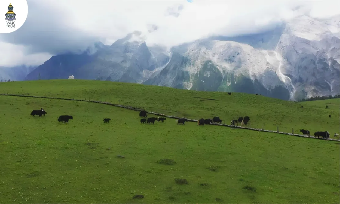 รีวิวเดินทางทุ่งหญ้าจามรี (Yak Meadow) ชมวิวภูเขาหิมะ ลี่เจียง
