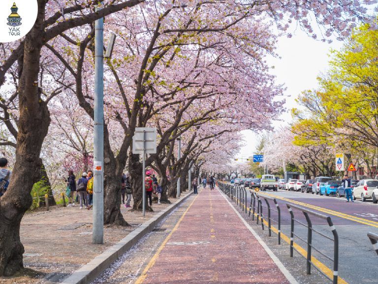 ซากุระ เกาหลี 2026 เกาะยออิโด อุโมงค์ดอกพ็อดกดริมแม่น้ำฮัน กรุงโซล