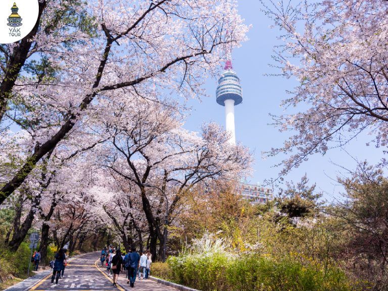 วิวซากุระ ที่ เอ็น-โซล-ทาวเวอร์ ประเทศเกาหลี