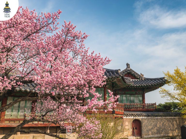 วิวซากุระ ที่ พระราชวังชางด็อกกุง ประเทศเกาหลี